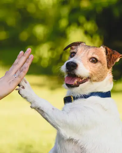 Dog High Five