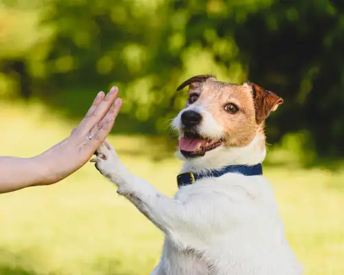Dog High Five
