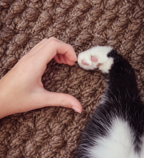 Hand and Cat Paw Heart on Woven Rug