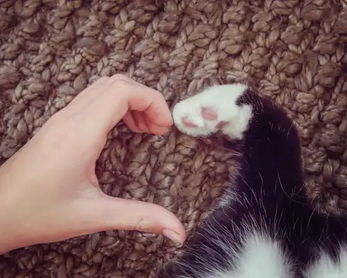 Hand and Cat Paw