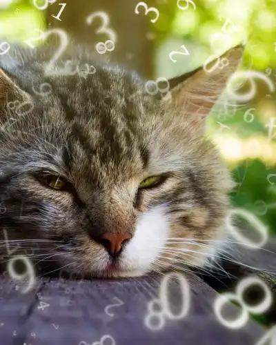 Numerology Cat
